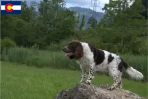 Read more about the article German watchdog breeders and puppies in Colorado