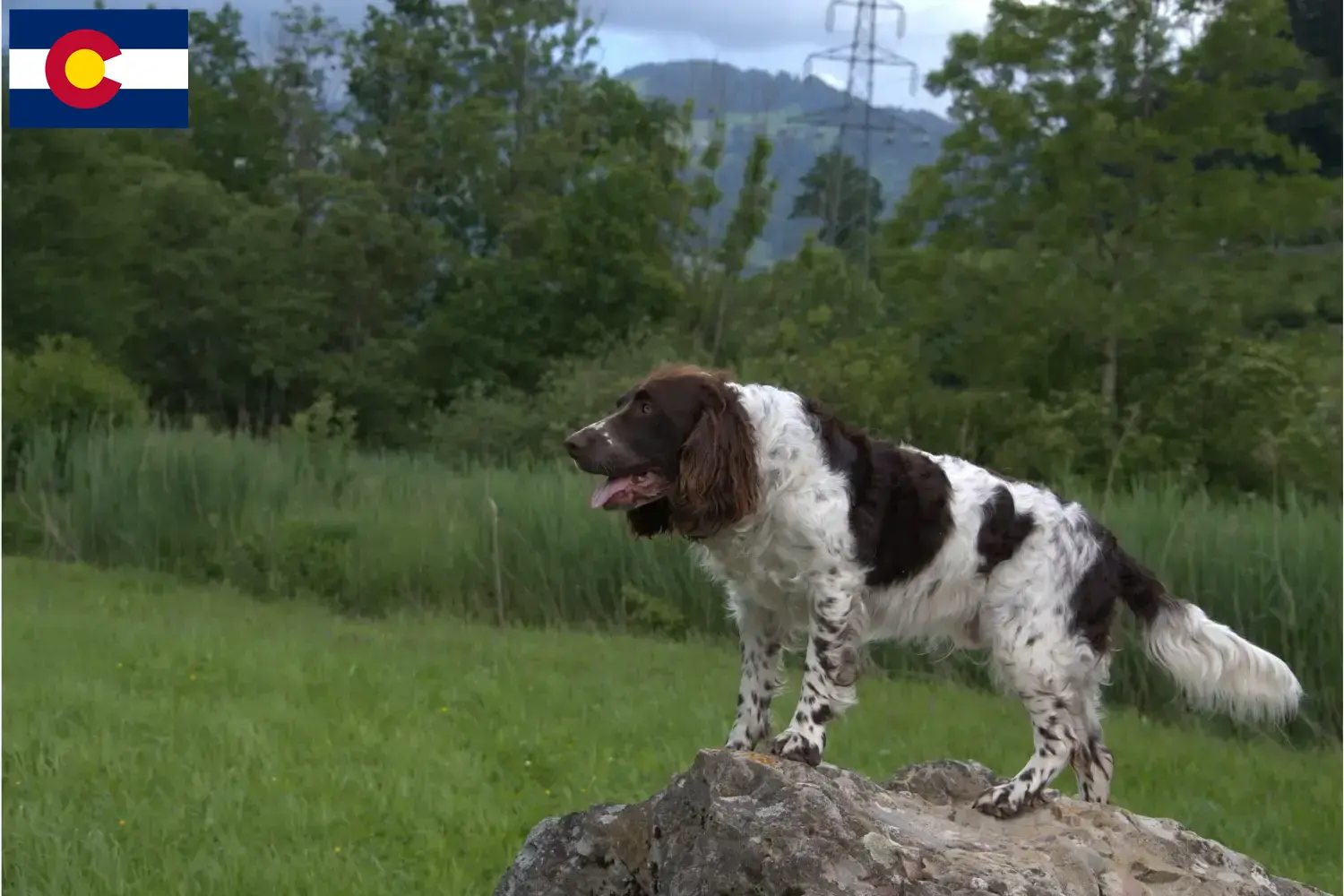 German Wachtelhund puppies and breeders Colorado Find German Quail Dog breeders in Colorado.