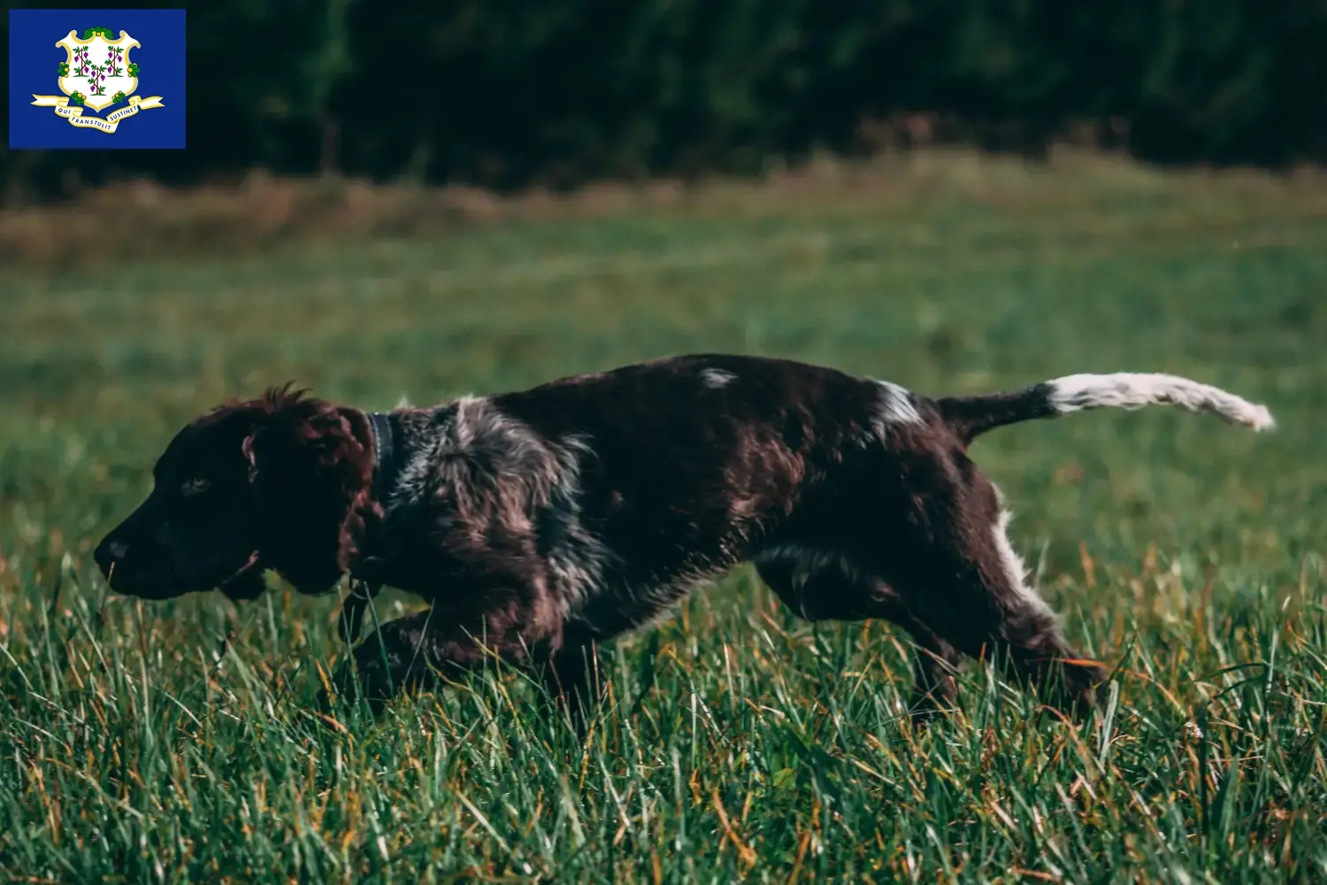 German Wachtelhund puppies and breeders Connecticut Find German Quail Dog breeders in Connecticut.