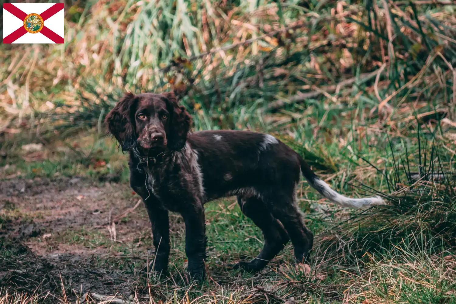 German Wachtelhund puppies and breeders Florida Here you can find German Quail Dog breeders in Florida.