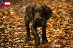 Read more about the article German watchdog breeders and puppies in Georgia