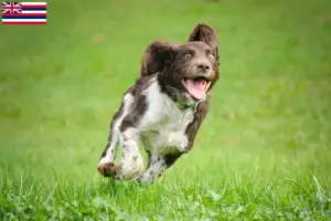 Read more about the article German watchdog breeders and puppies in Hawaii