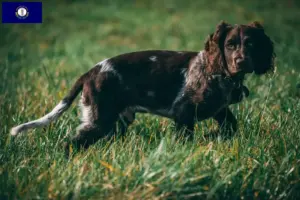 Read more about the article German Wachtelhund breeders and puppies in Kentucky