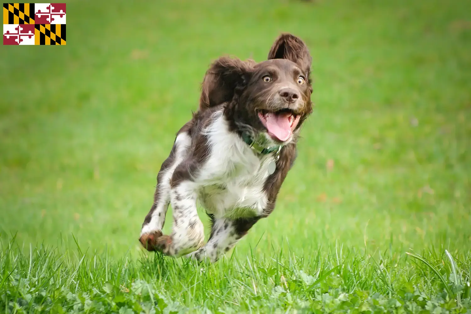 Read more about the article German Wachtelhund breeders and puppies in Maryland