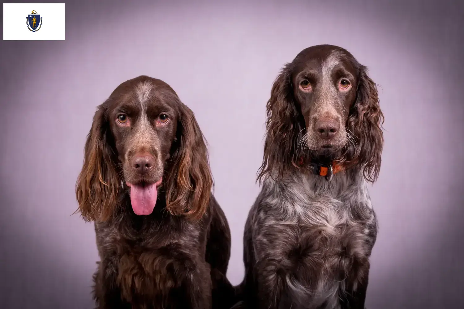 Read more about the article German Wachtelhund breeders and puppies in Massachusetts