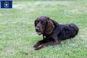 Read more about the article German Wachtelhund breeders and puppies in Michigan