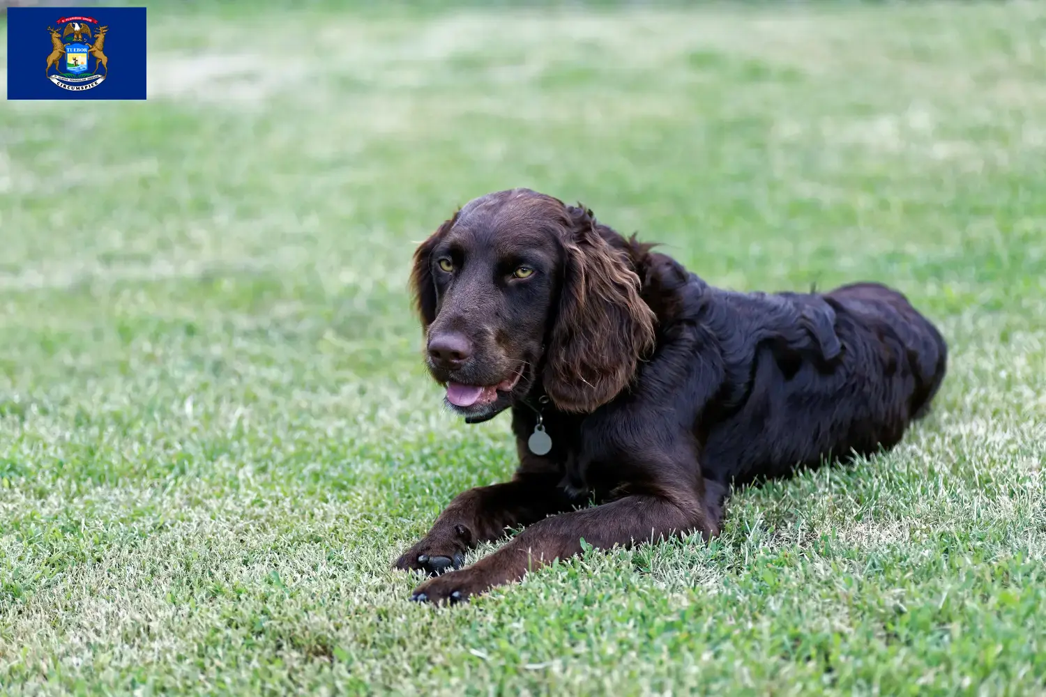 Read more about the article German Wachtelhund breeders and puppies in Michigan