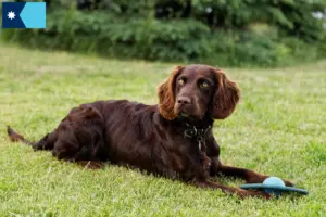 Read more about the article German Wachtelhund breeders and puppies in Minnesota