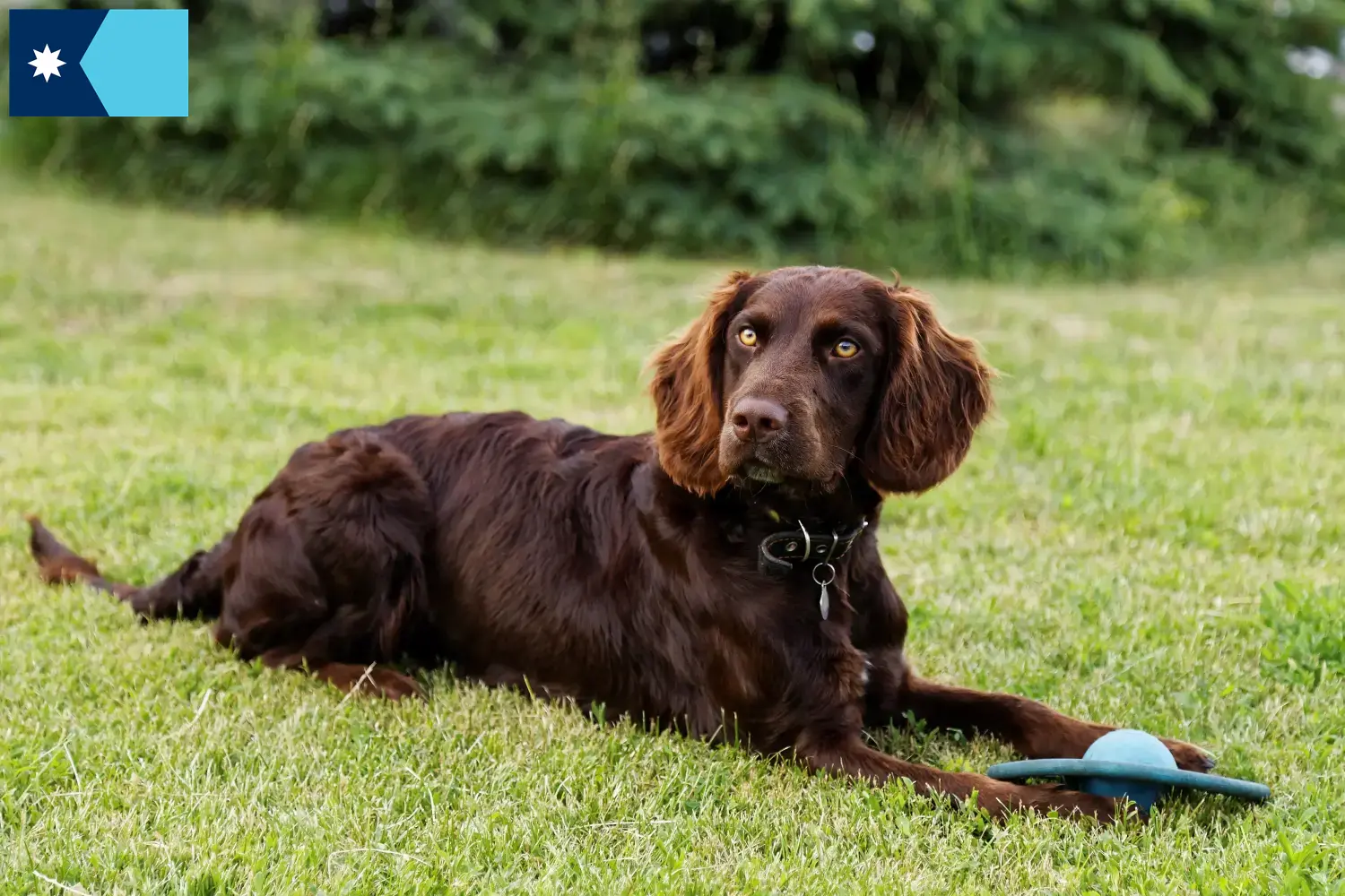 Read more about the article German Wachtelhund breeders and puppies in Minnesota