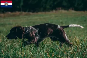 Read more about the article German watchdog breeders and puppies in Missouri