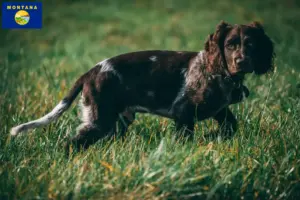 Read more about the article German watchdog breeders and puppies in Montana