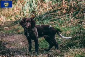 Read more about the article German Wachtelhund breeders and puppies in Nebraska