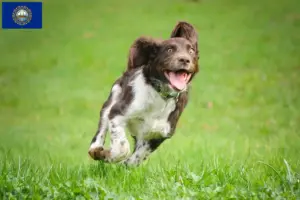 Read more about the article German watchdog breeders and puppies in New Hampshire