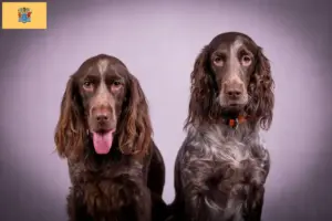 Read more about the article German watchdog breeders and puppies in New Jersey