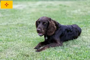 Read more about the article German watchdog breeders and puppies in New Mexico