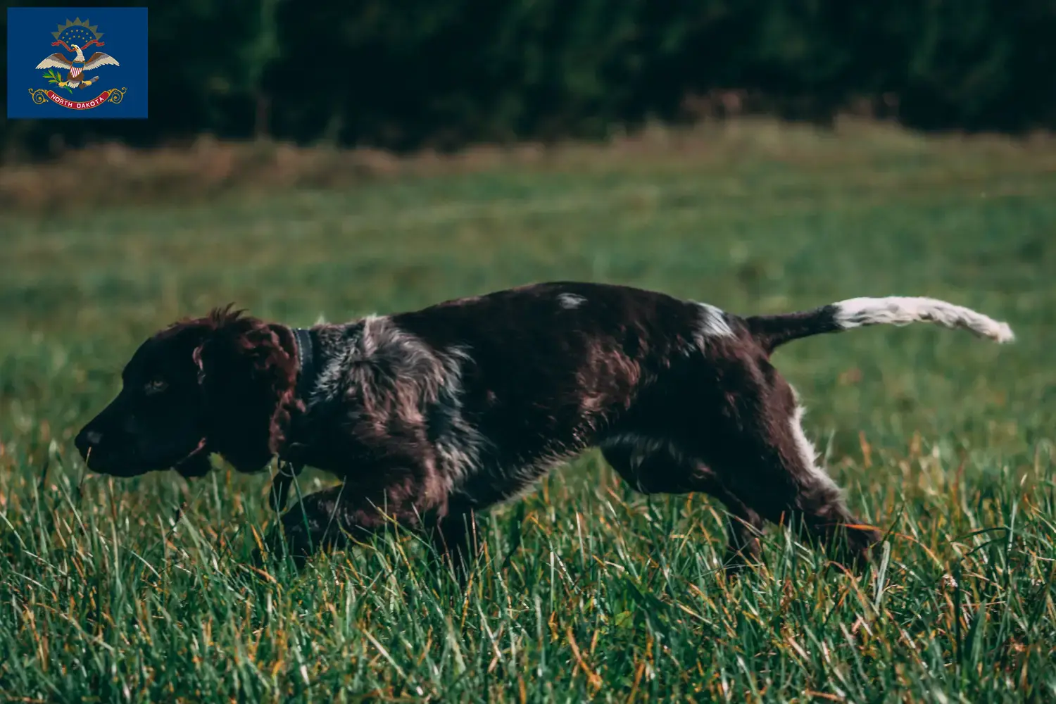 German Wachtelhund puppies and breeders North Dakota Find German Quail Dog breeders in North Dakota.