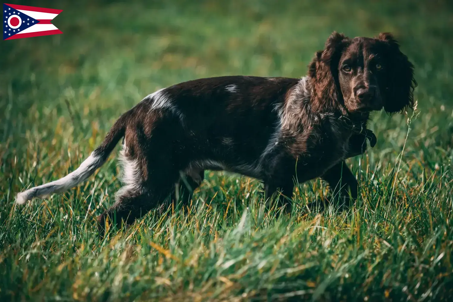German Wachtelhund puppies and breeders Ohio Find German Quail Dog breeders in Ohio.