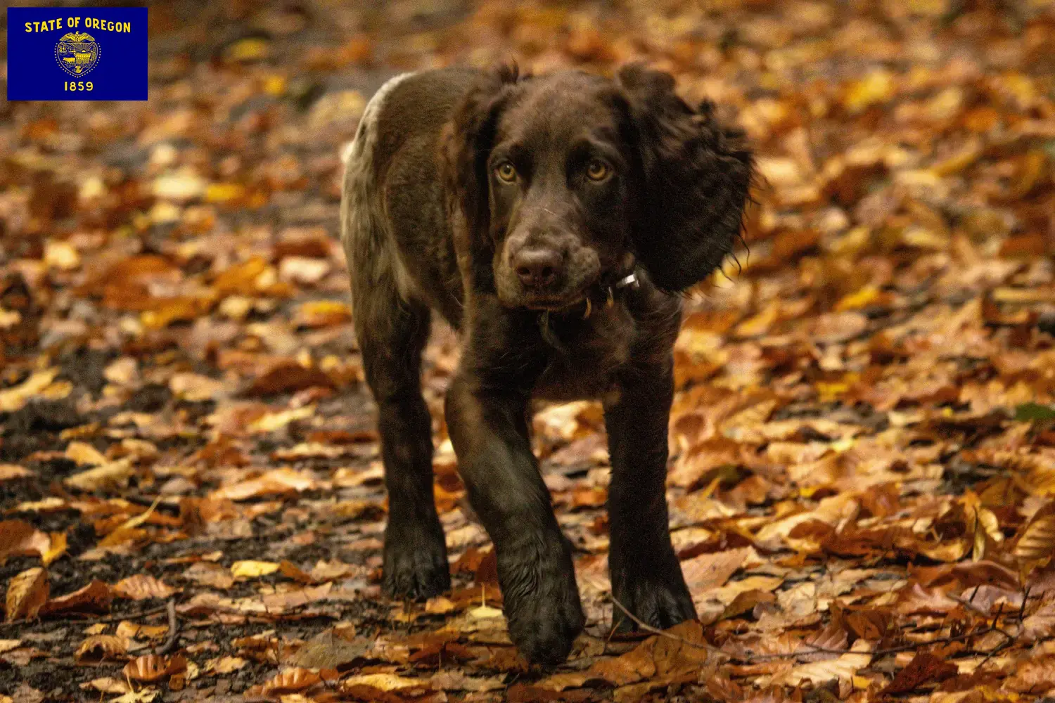 German Wachtelhund puppies and breeders Oregon Here you can find German Quail Dog breeders in Oregon.