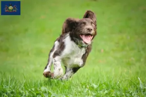 Read more about the article German Wachtelhund breeders and puppies in Pennsylvania