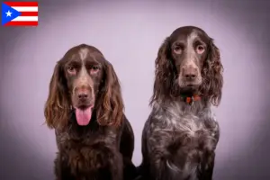 Read more about the article German watchdog breeders and puppies in Puerto Rico