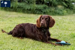 Read more about the article German watchdog breeders and puppies in South Carolina