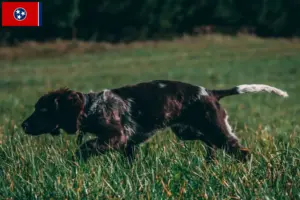 Read more about the article German watchdog breeders and puppies in Tennessee
