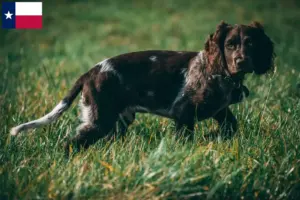 Read more about the article German watchdog breeders and puppies in Texas
