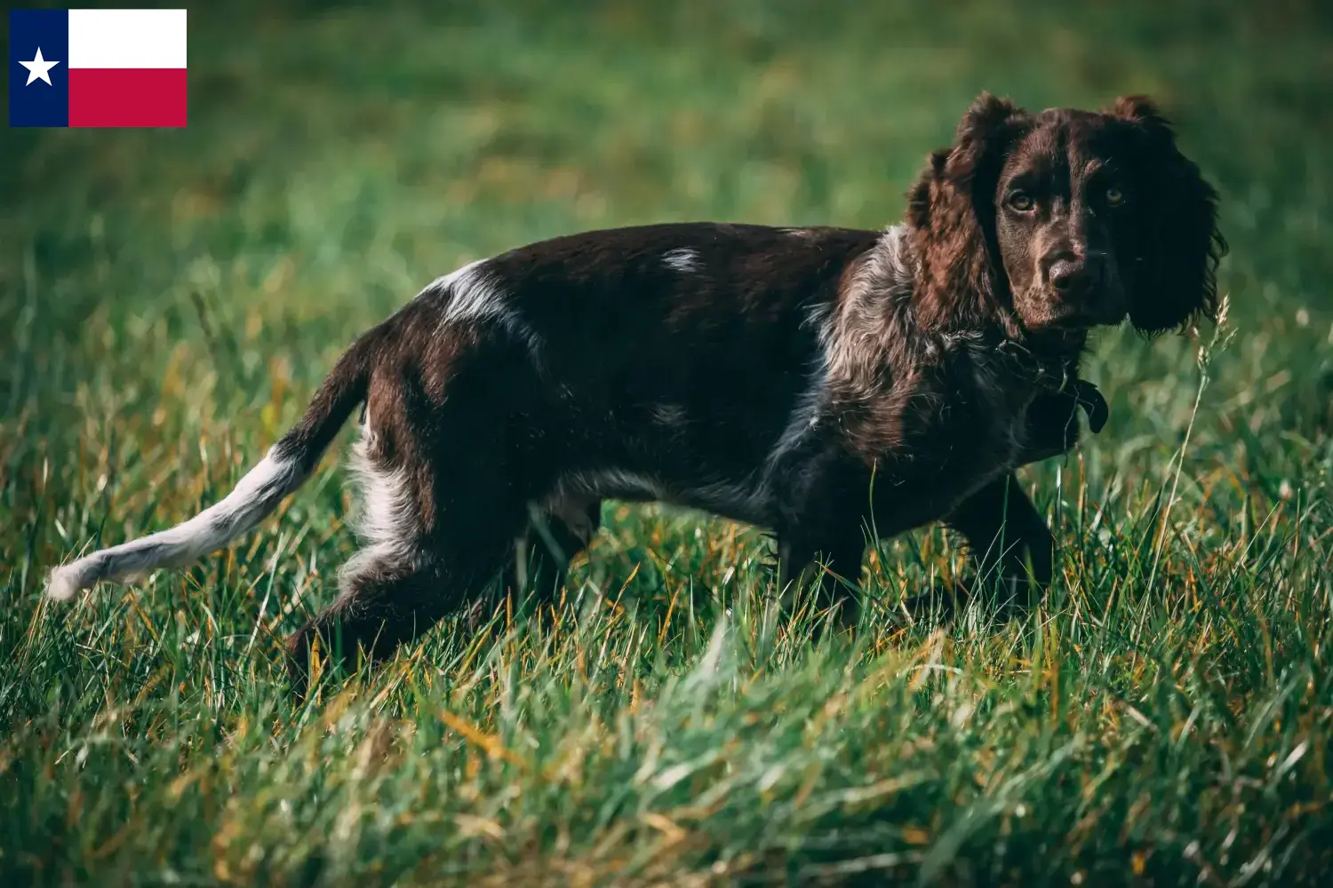 German Wachtelhund puppies and breeders Texas Here you can find German Quail Dog breeders in Texas.
