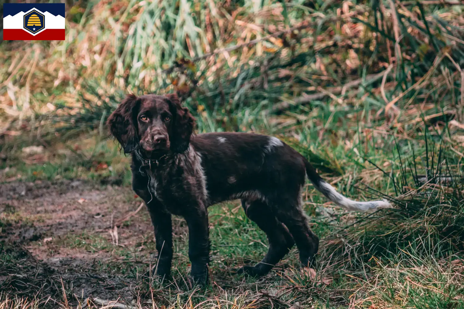 German Wachtelhund puppies and breeders Utah Here you can find German Quail Dog breeders in Utah.