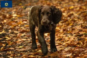 Read more about the article German watchdog breeders and puppies in Vermont