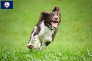 Read more about the article German watchdog breeders and puppies in Virginia