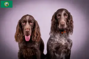 Read more about the article German watchdog breeders and puppies in Washington