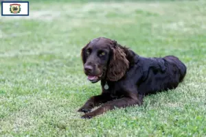 Read more about the article German Wachtelhund breeders and puppies in West Virginia