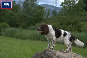 Read more about the article German watchdog breeders and puppies in Wyoming