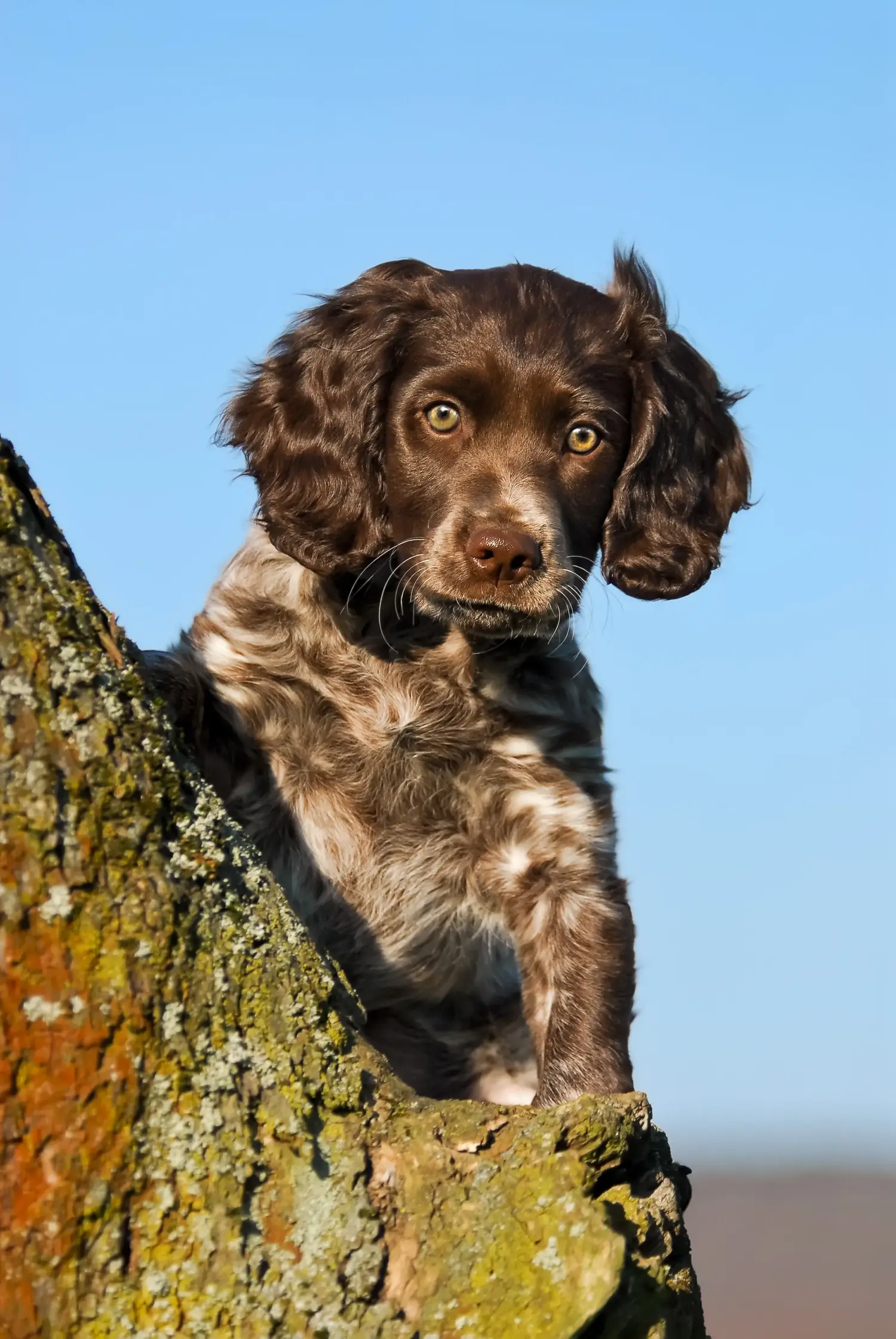 Buying a German watchdog puppy means taking responsibility! Buy German watchdog puppies.
