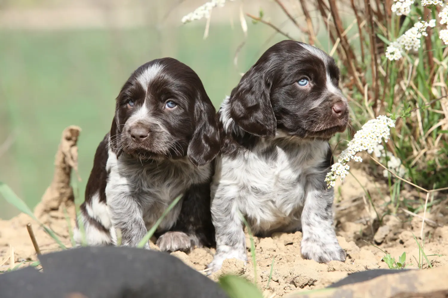 Buying a German watchdog puppy means taking responsibility! Buy German watchdog puppies.