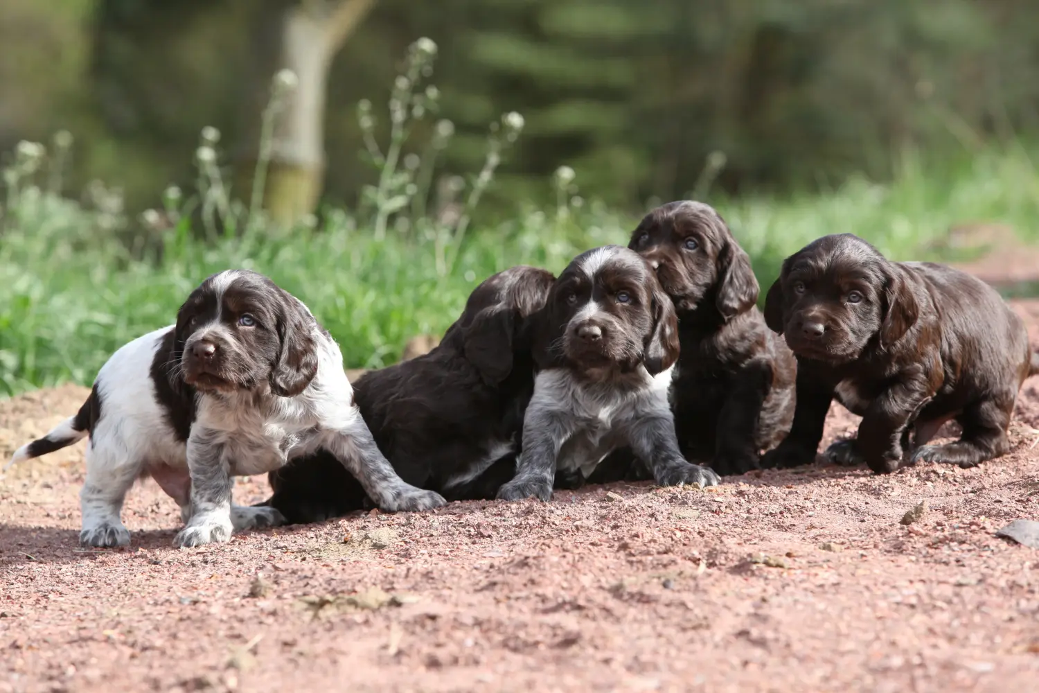 Buying a German watchdog puppy means taking responsibility! Buy German watchdog puppies.