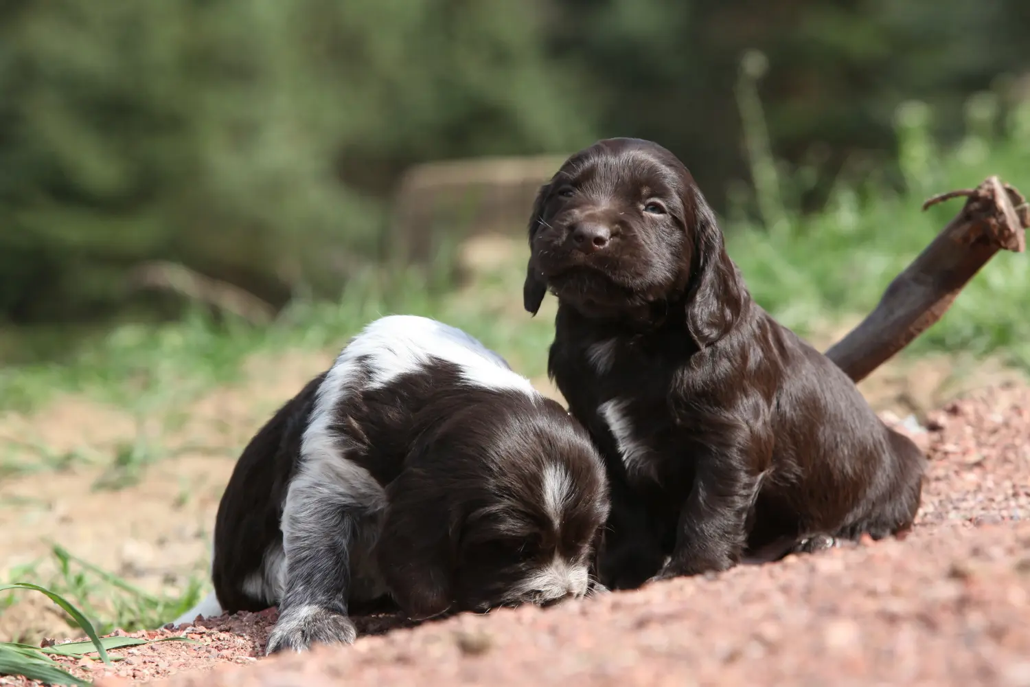 Buying a German watchdog puppy means taking responsibility! Buy German watchdog puppies.
