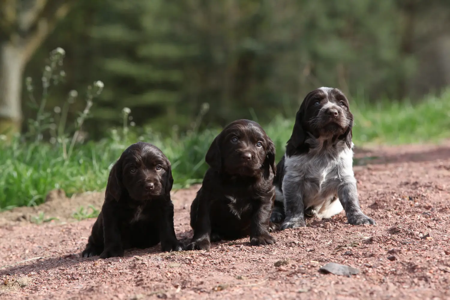 Buying a German watchdog puppy means taking responsibility! Buy German watchdog puppies.