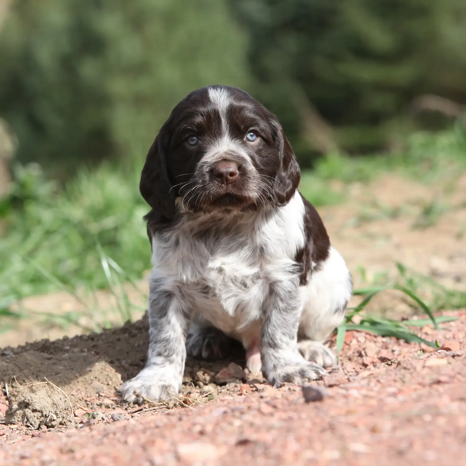 Buying a German watchdog puppy means taking responsibility! Buy German watchdog puppies.