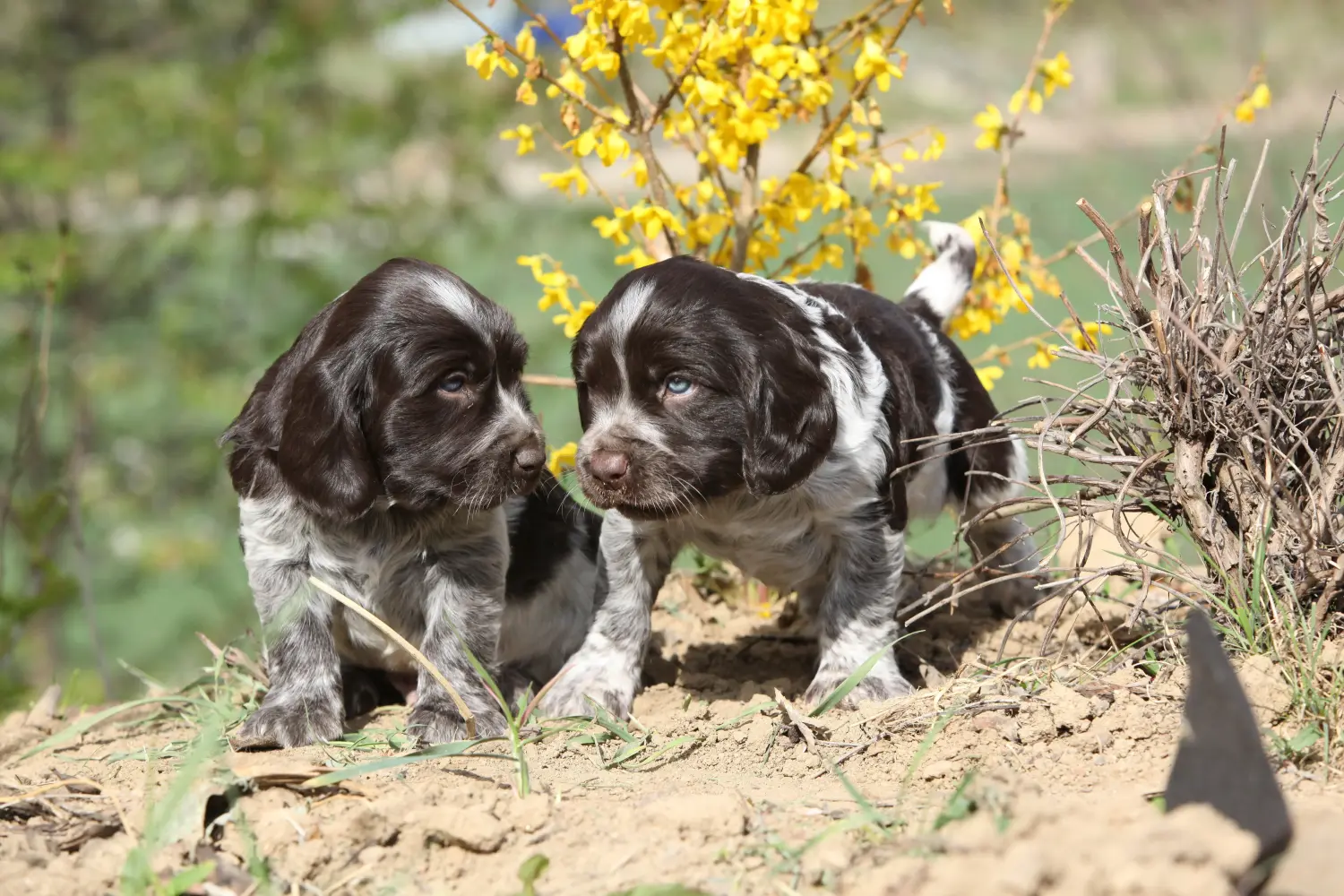 Buying a German watchdog puppy means taking responsibility! Buy German watchdog puppies.