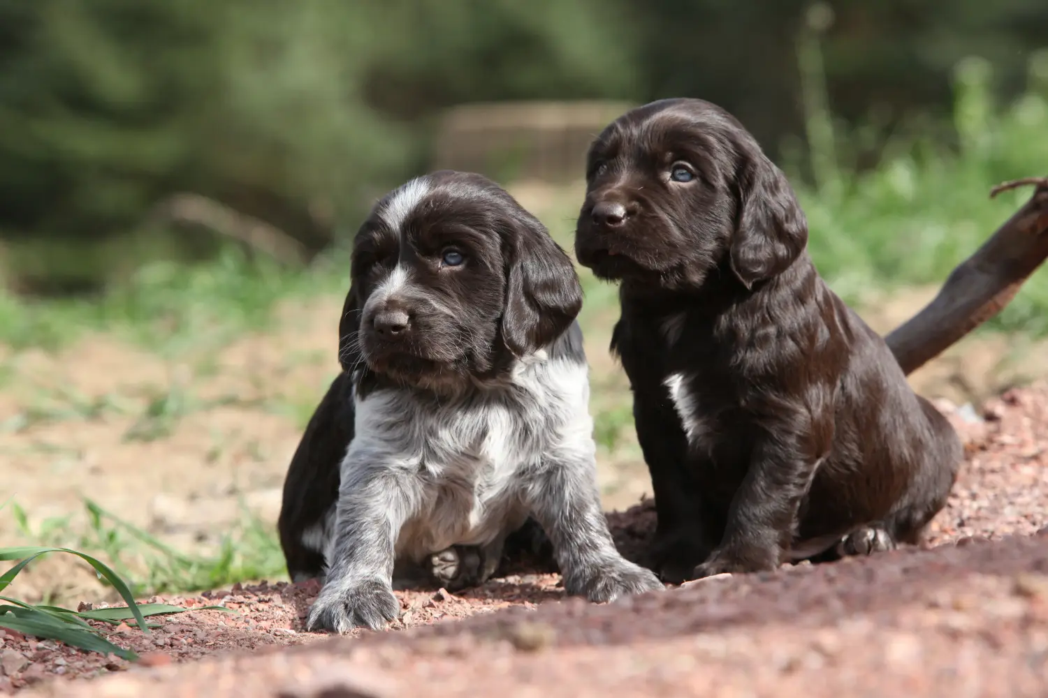 Buying a German watchdog puppy means taking responsibility! Buy German watchdog puppies.
