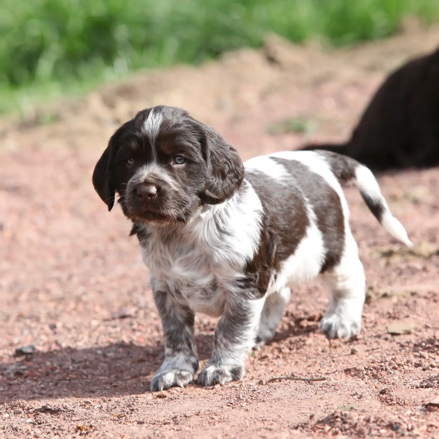 Buying a German watchdog puppy means taking responsibility! Buy German watchdog puppies.