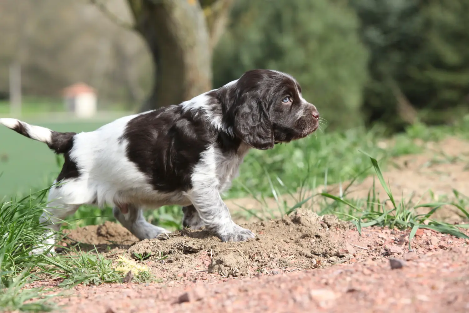 Buying a German watchdog puppy means taking responsibility! Buy German watchdog puppies.