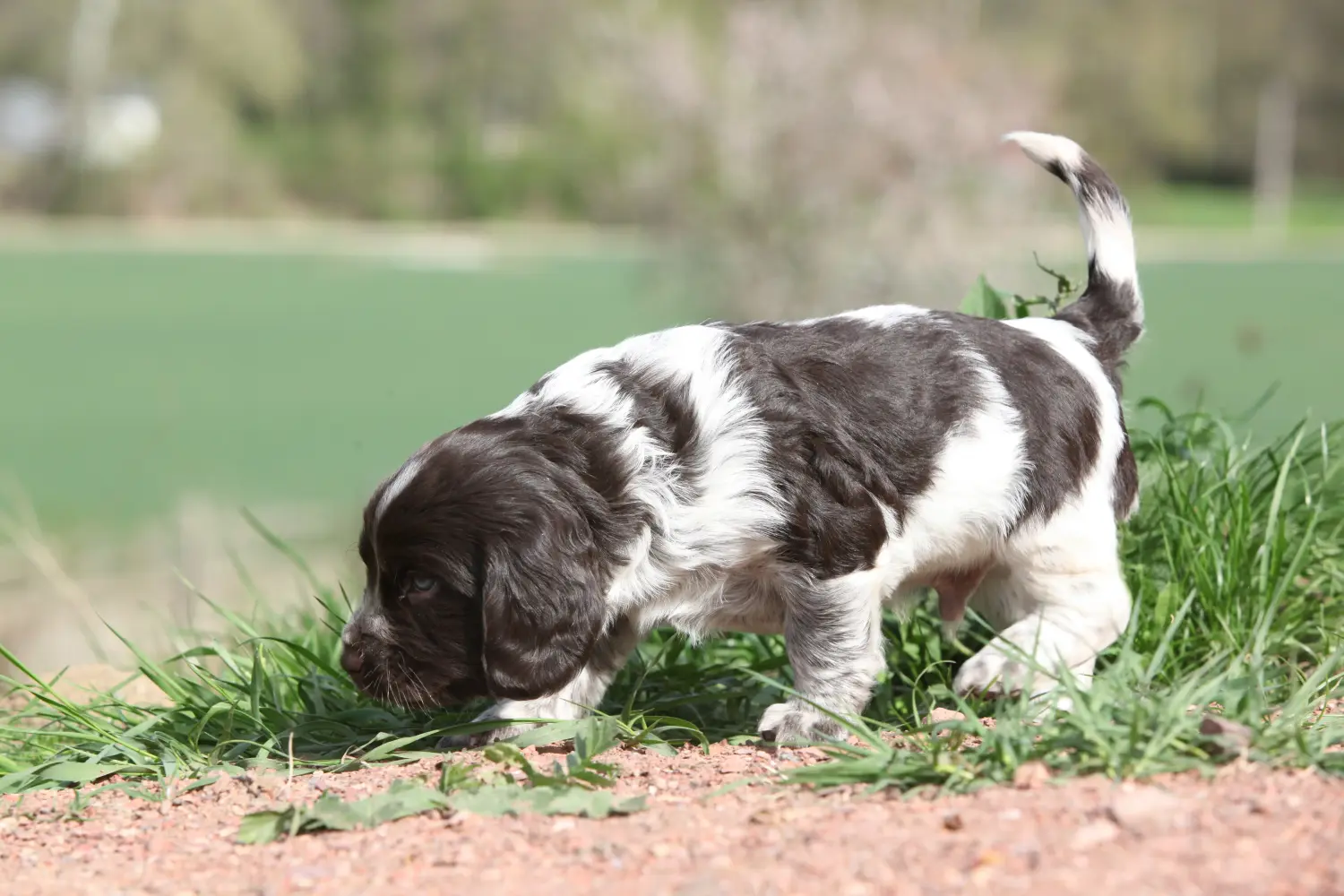 Buying a German watchdog puppy means taking responsibility! Buy German watchdog puppies.