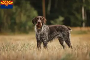 Read more about the article German Wirehair breeders and puppies in Arizona