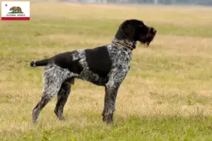 Read more about the article German Wirehair breeders and puppies in California