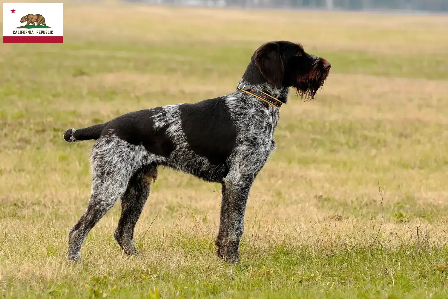 German Wirehaired Puppies and Breeder California Find Deutsch Drahthaar breeders in California.