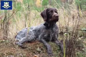 Read more about the article German Wirehair breeders and puppies in Connecticut
