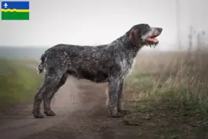 Read more about the article German Wirehair breeders and puppies in Flevoland